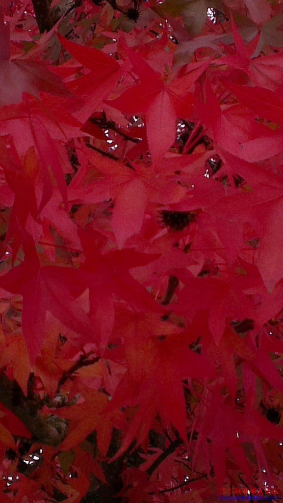 IMAG0901 (577x1024).jpg